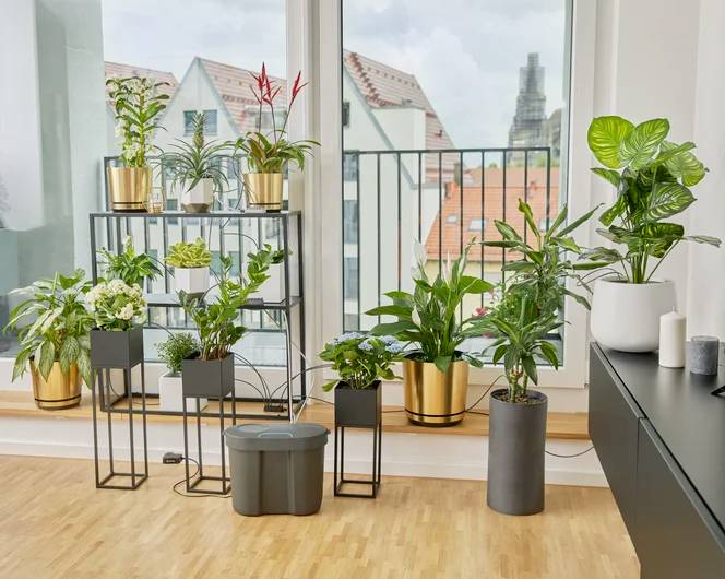 Indoor plants in various pots on a stand and the floor, near a large window overlooking buildings. Bright, modern indoor setting.
