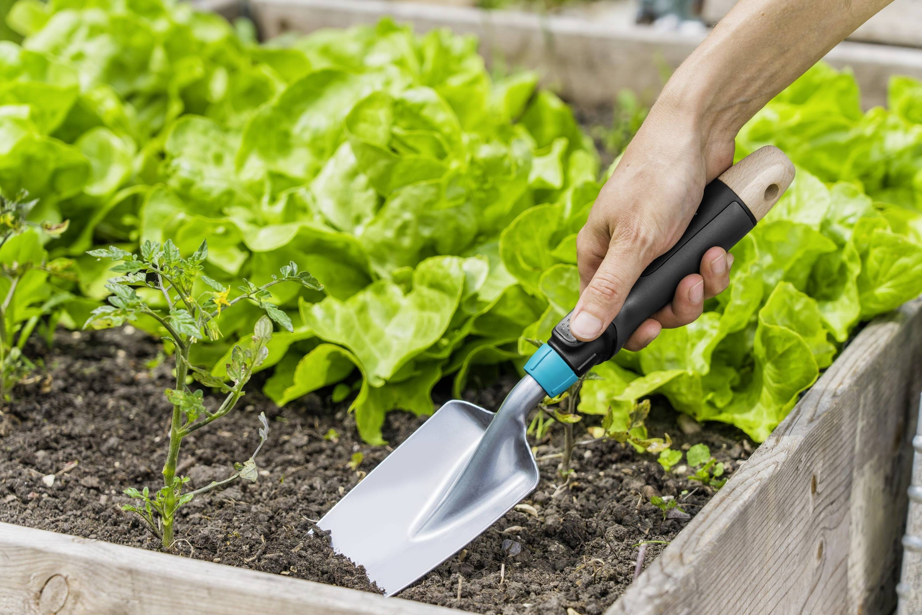 A hand holds a trowel in the vegetable patch with green lettuce plants.