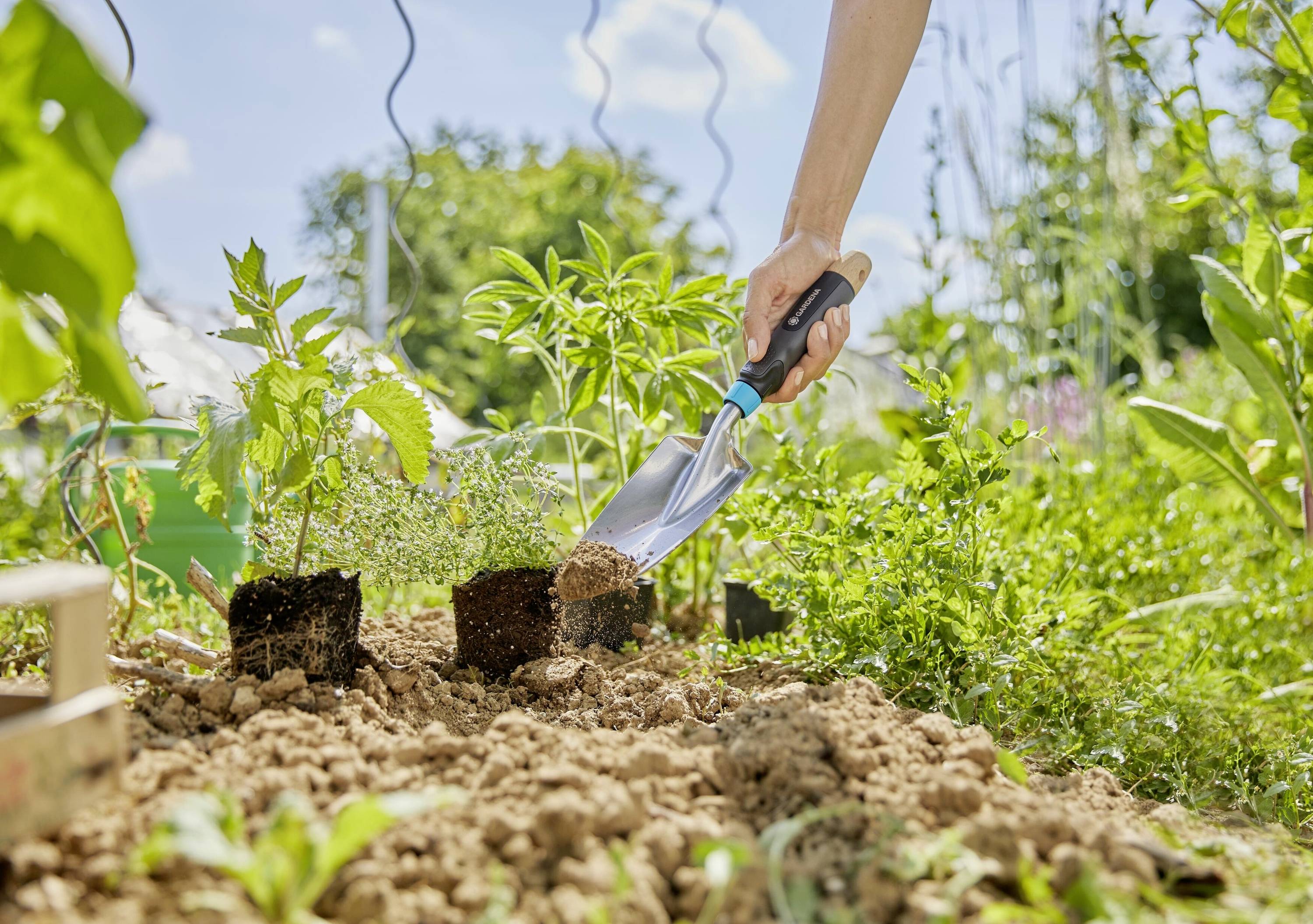 A hand is planting seedlings with a spade in loose soil in the garden. Green foliage is visible in the background.