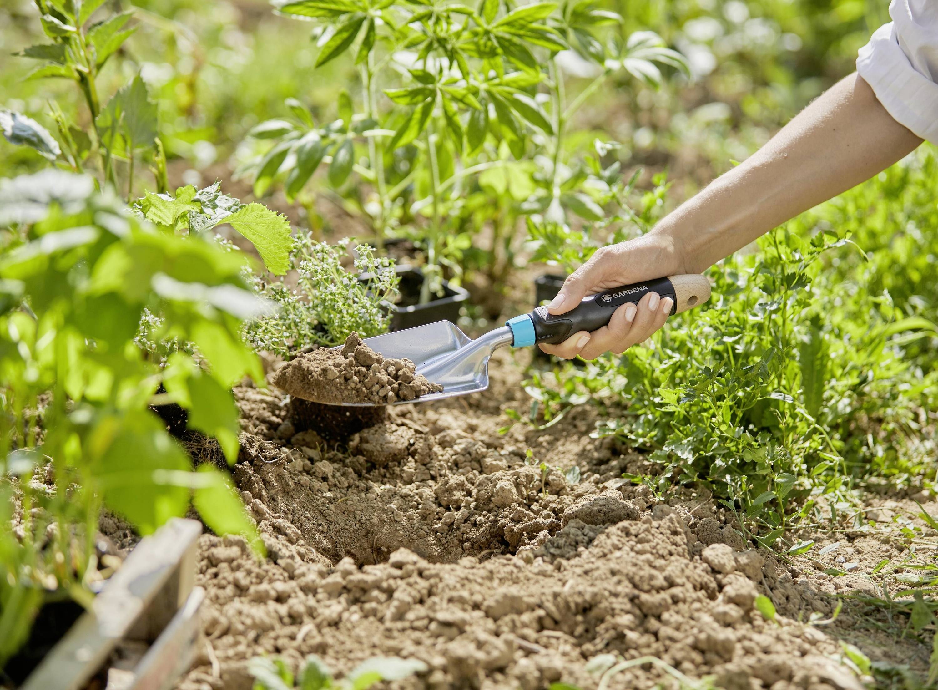 A person is planting herbs in a garden using a hand trowel. Various green plants surround the scene.
