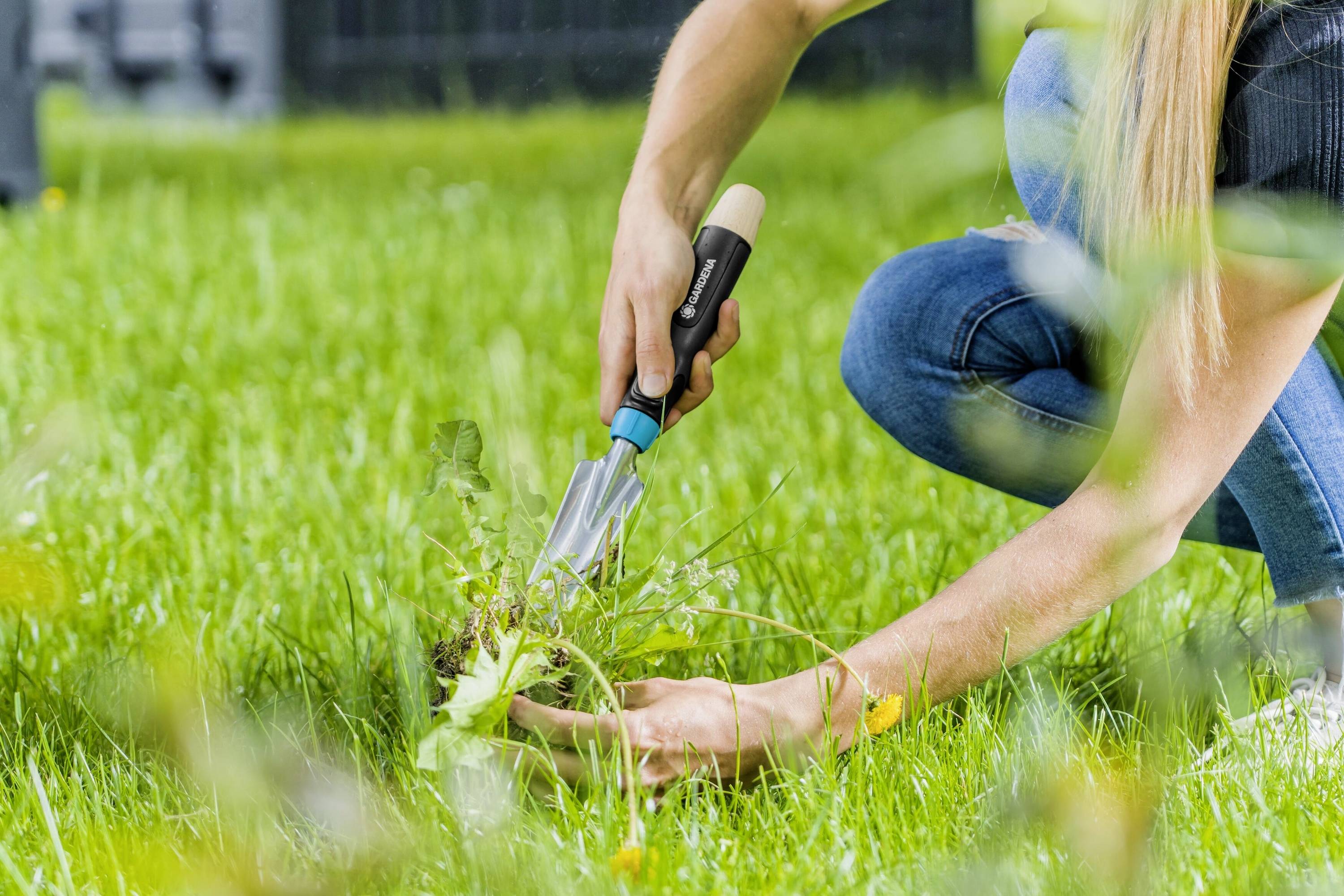 A person is using a tool to remove weeds from a green lawn.