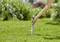 A person is using a dandelion weeder to remove dandelions from a green lawn. Blurred bushes are visible in the background.