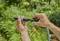 Two hands are holding and connecting parts of a garden hose connector, with a blurred green garden background outdoors.