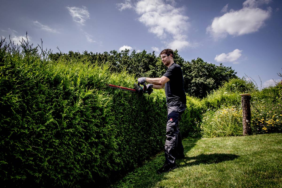 A man wearing a black T-shirt and gloves is trimming a dense, tall hedge with hedge shears in a sunny garden.