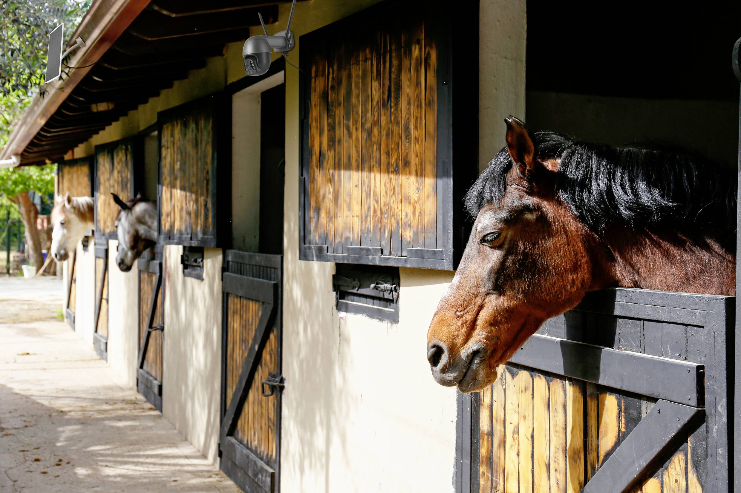 Horses look out from their stable boxes on a sunny yard. A brown horse in the foreground, two more horses in the background.