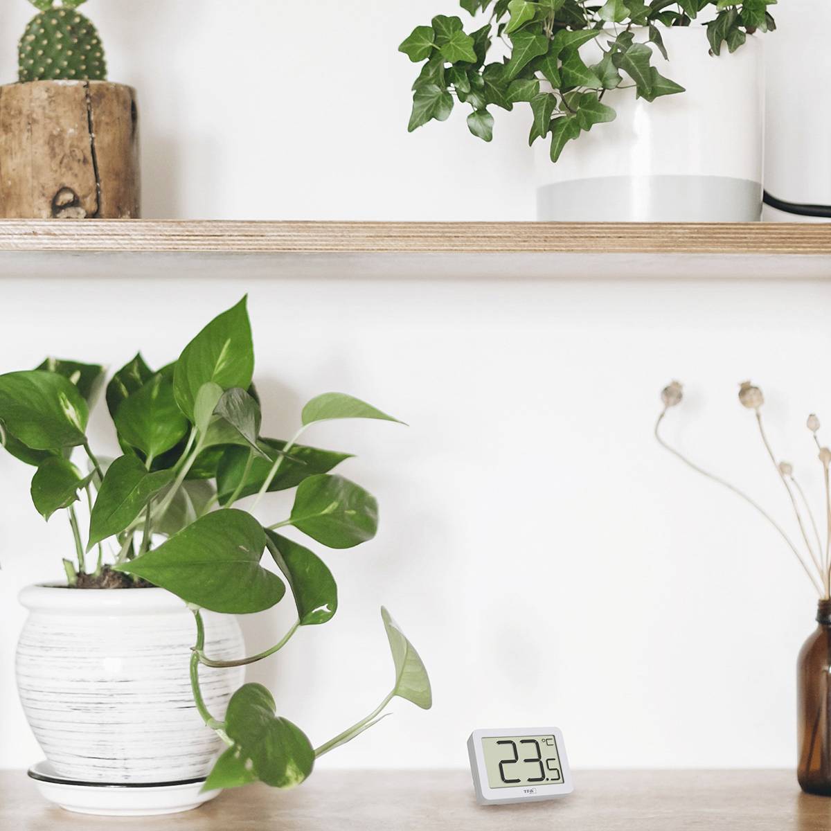 Two houseplants in pots on shelves, with a digital thermostat showing 23 degrees Celsius displayed on a table underneath.