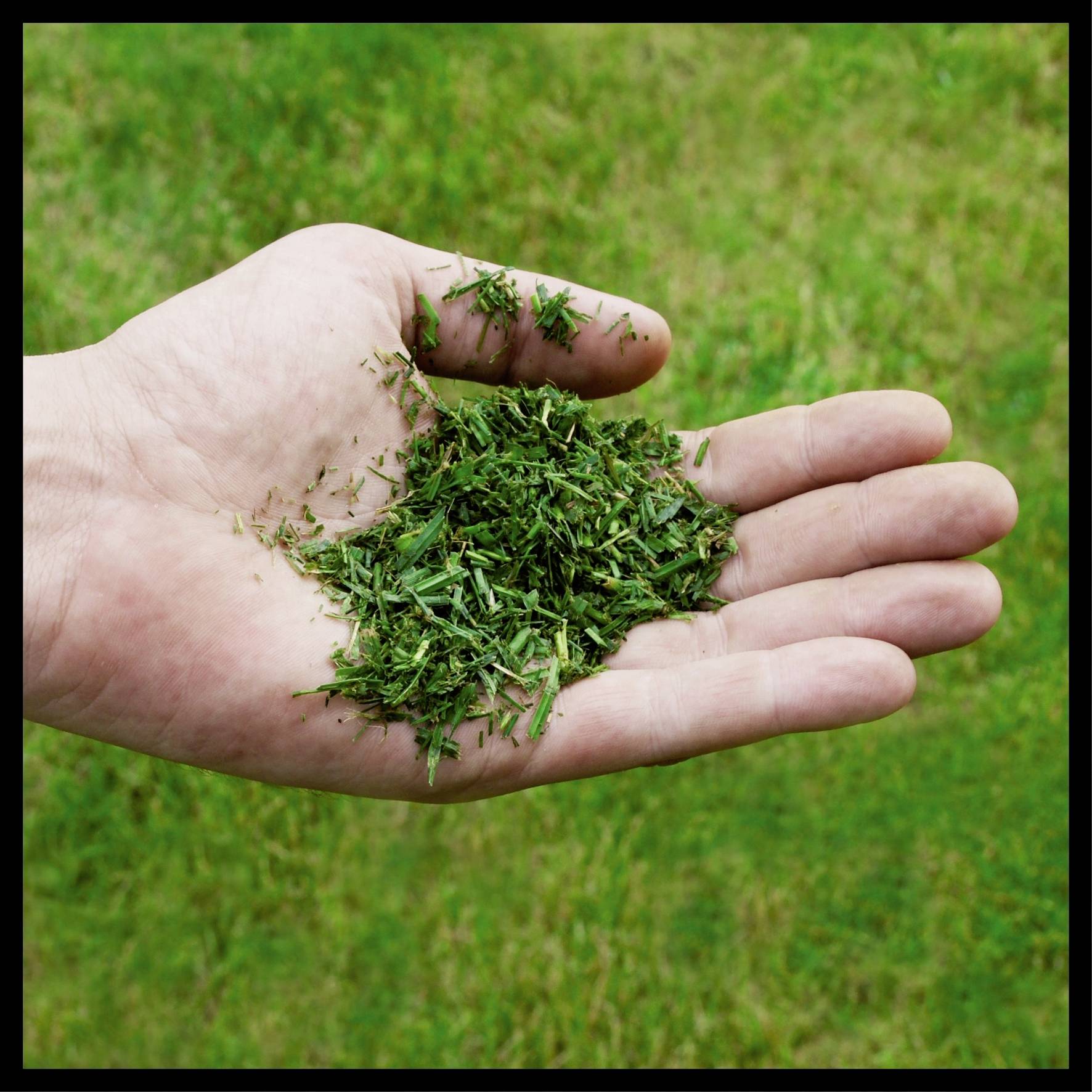 A hand holds freshly cut grass over a green lawn.