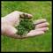 A hand holds freshly cut grass over a green lawn.