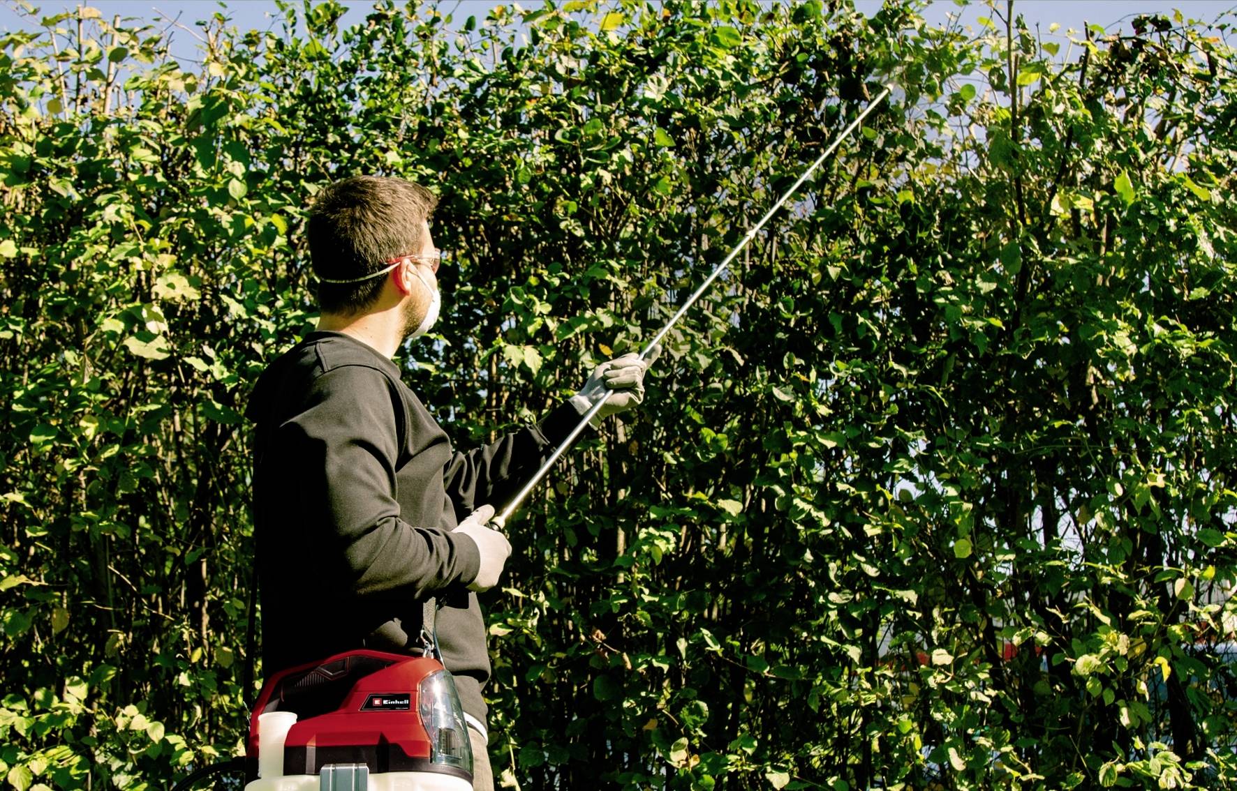 A person wearing safety goggles is spraying a large hedge with a backpack sprayer, surrounded by green foliage on a sunny day.