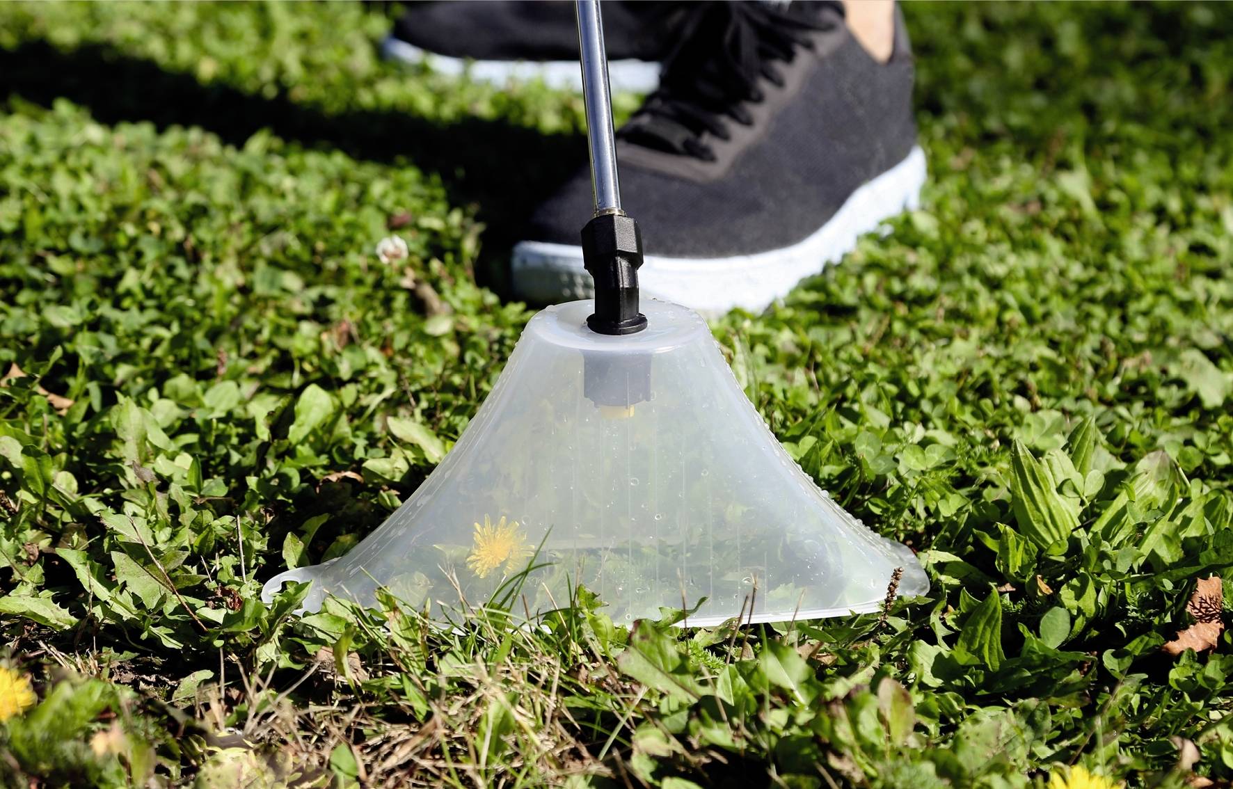 A person is removing weeds from a lawn using a specialised tool shaped like a funnel. A dandelion is visible.