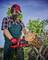 A man wearing protective clothing is sawing a tree trunk with a chainsaw on a sawbuck outdoors under a clear sky.