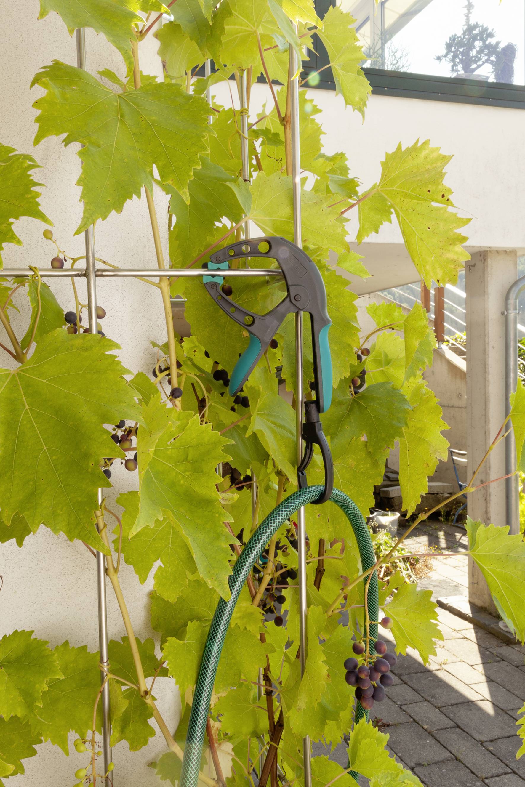 Garden hose with spray nozzle hanging on a climbing plant with green leaves and ripe grapes, in front of a house wall.