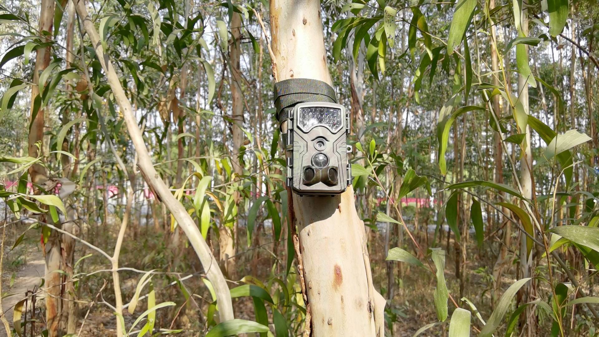 A wildlife camera is mounted on a tree in a eucalyptus forest, surrounded by dense foliage.