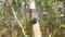 A wildlife camera is mounted on a tree in a eucalyptus forest, surrounded by dense foliage.