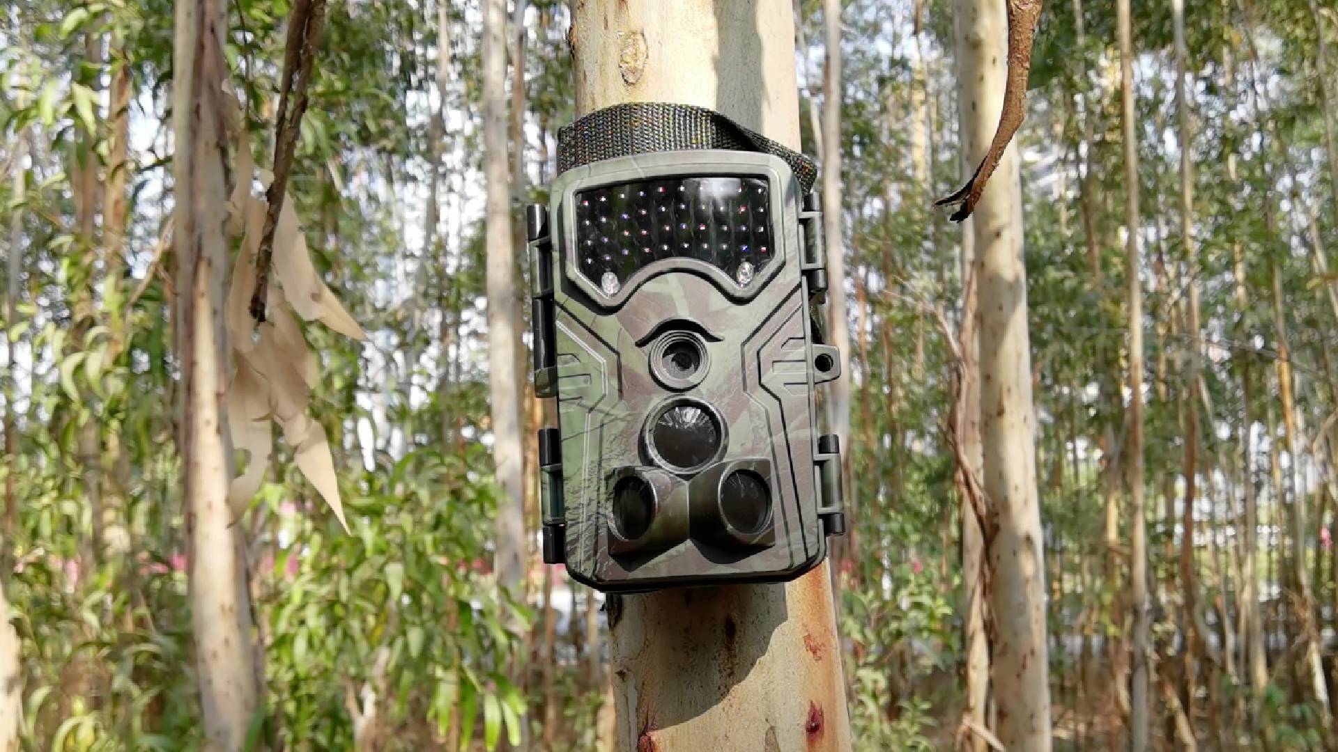 A trail camera is attached to a tree in a forest to observe wildlife. Trees and leaves are visible in the background.