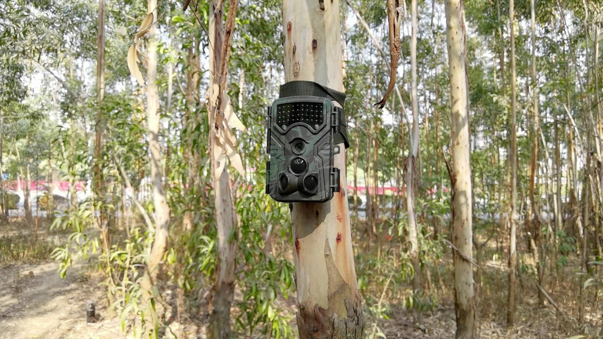 A black trail camera is mounted on a tree in a forest, surrounded by eucalyptus trees.