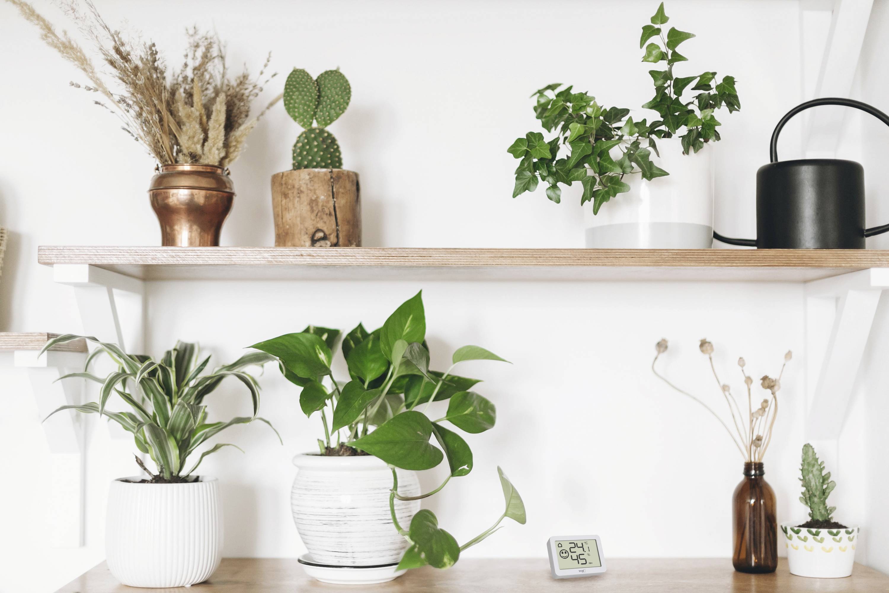Several plants in pots are standing on wooden shelves, with a watering can amongst them. Decorative arrangement in a bright room.