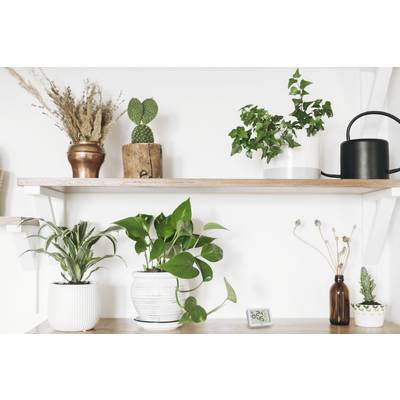 Several plants in pots are standing on wooden shelves, with a watering can amongst them. Decorative arrangement in a bright room.