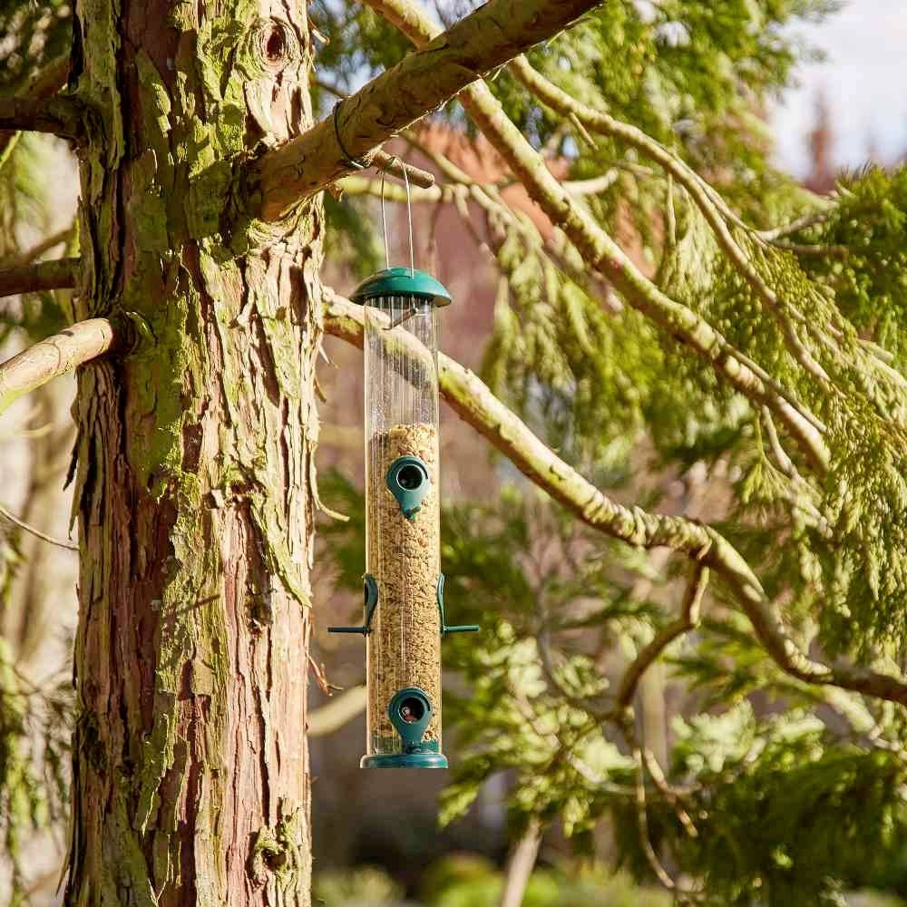 A green bird feeder hangs on a tree, filled with bird seed and surrounded by pine branches in the sunlight.