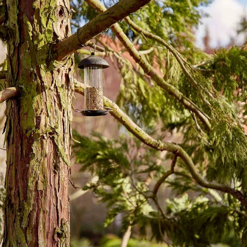 A bird feeder hangs on a tree trunk in a sunny garden, surrounded by green pine needles.