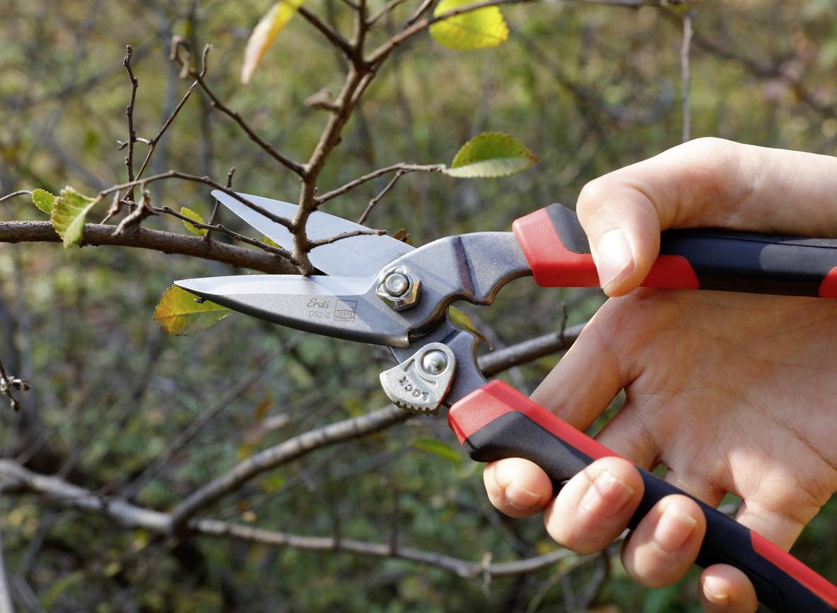 A hand cuts a branch with pruning shears. The background shows blurred leaves and branches in an autumnal setting.