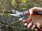 A hand cuts a branch with pruning shears. The background shows blurred leaves and branches in an autumnal setting.