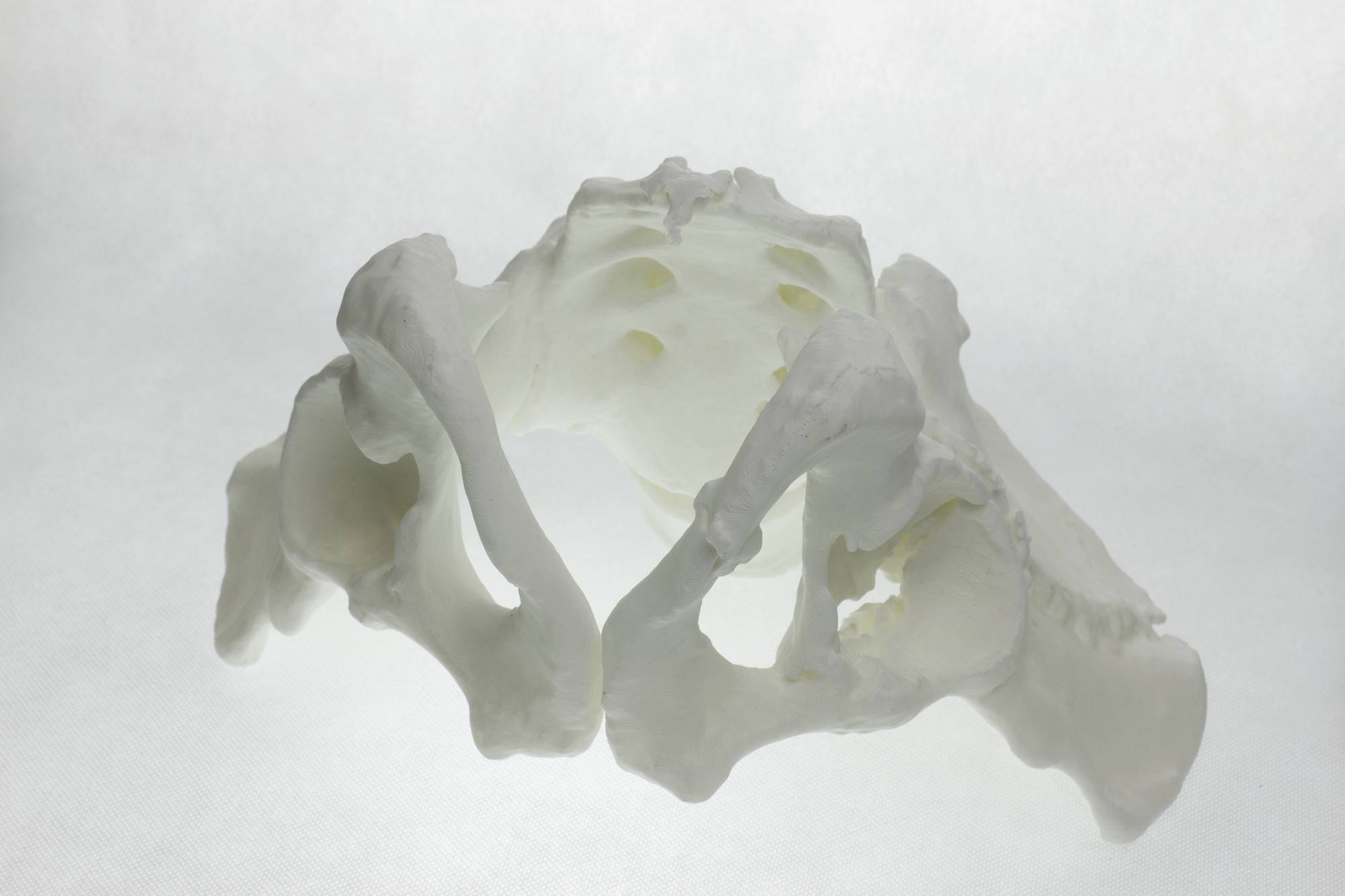 White 3D-printed model of a human pelvis, presented on a light background.