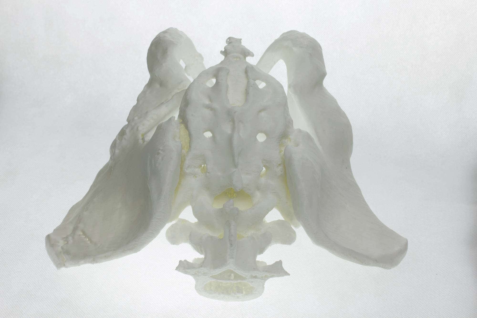 A white model of a human skull viewed from below, showing the complex structure of the skull base.