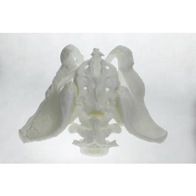 A white model of a human skull viewed from below, showing the complex structure of the skull base.