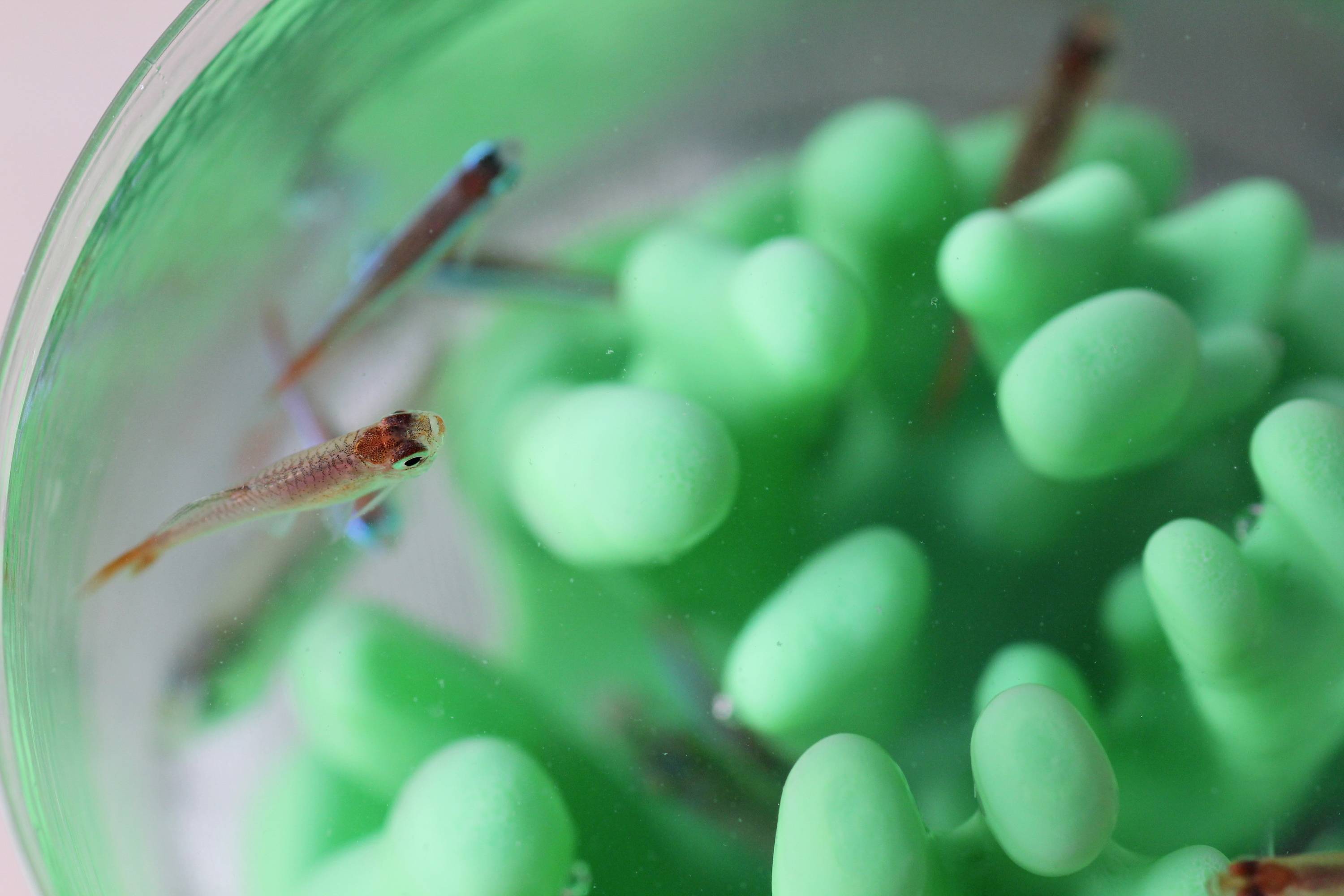 A circular aquarium with green plastic elements and several small fish swimming in the water, viewed from above.