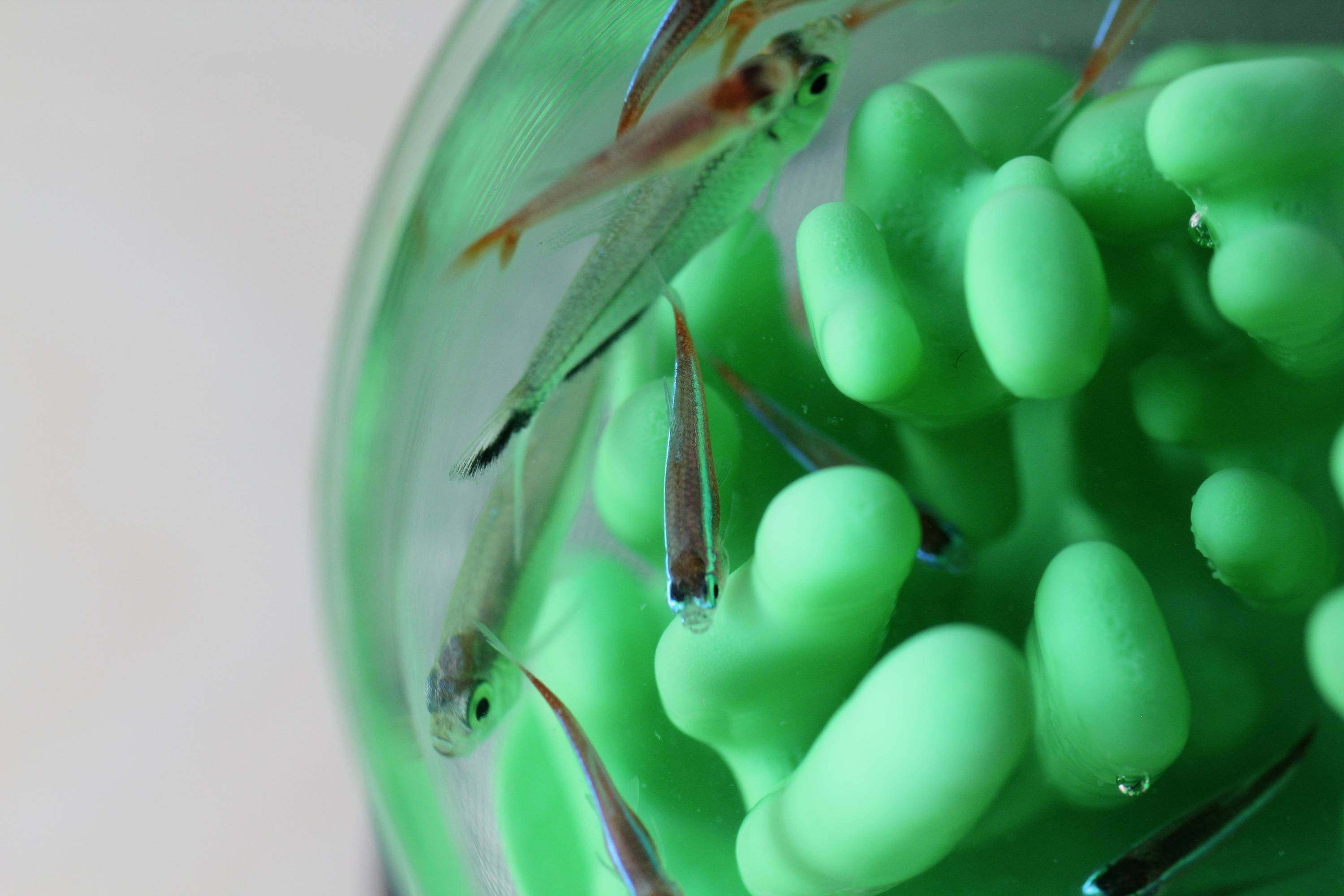 Fish swim in an aquarium with green decorations. The fish are small and silvery, and the water appears clear and calm.