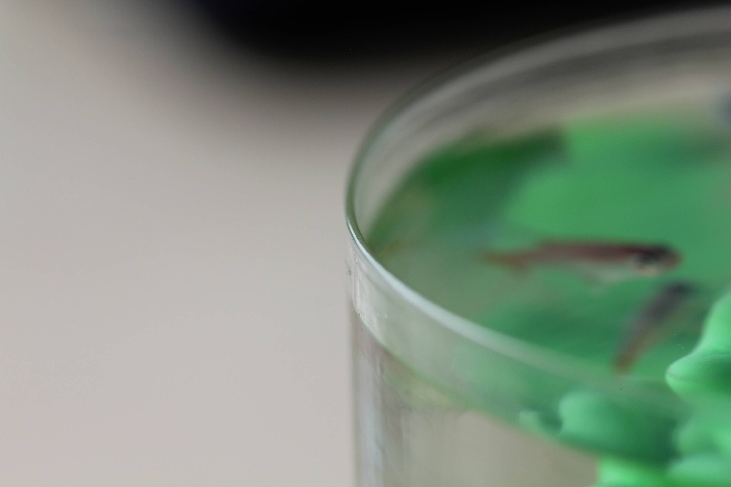 A glass with green water and blurred fish. The fish are small and barely discernible. The background is out of focus.