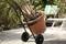 A large plant pot sits on a hand trolley on a terrace beside garden chairs. Green plants are visible in the background.