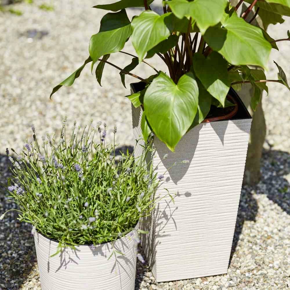 Two potted plants on a gravel surface. Lavender in the foreground, with a larger plant featuring large green leaves in the background.