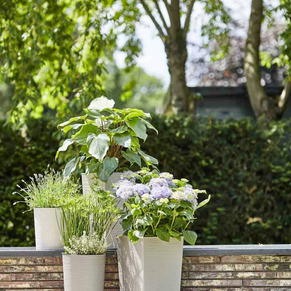 Plants on an outdoor wall: herbs on the left, a flowering hydrangea in the centre, large leaves on the right. Background with trees and shrubs.