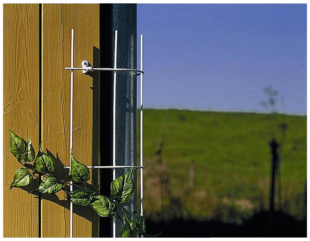 A metal trellis is affixed to a wooden wall, with a plant climbing up it. In the background, a green meadow can be seen.