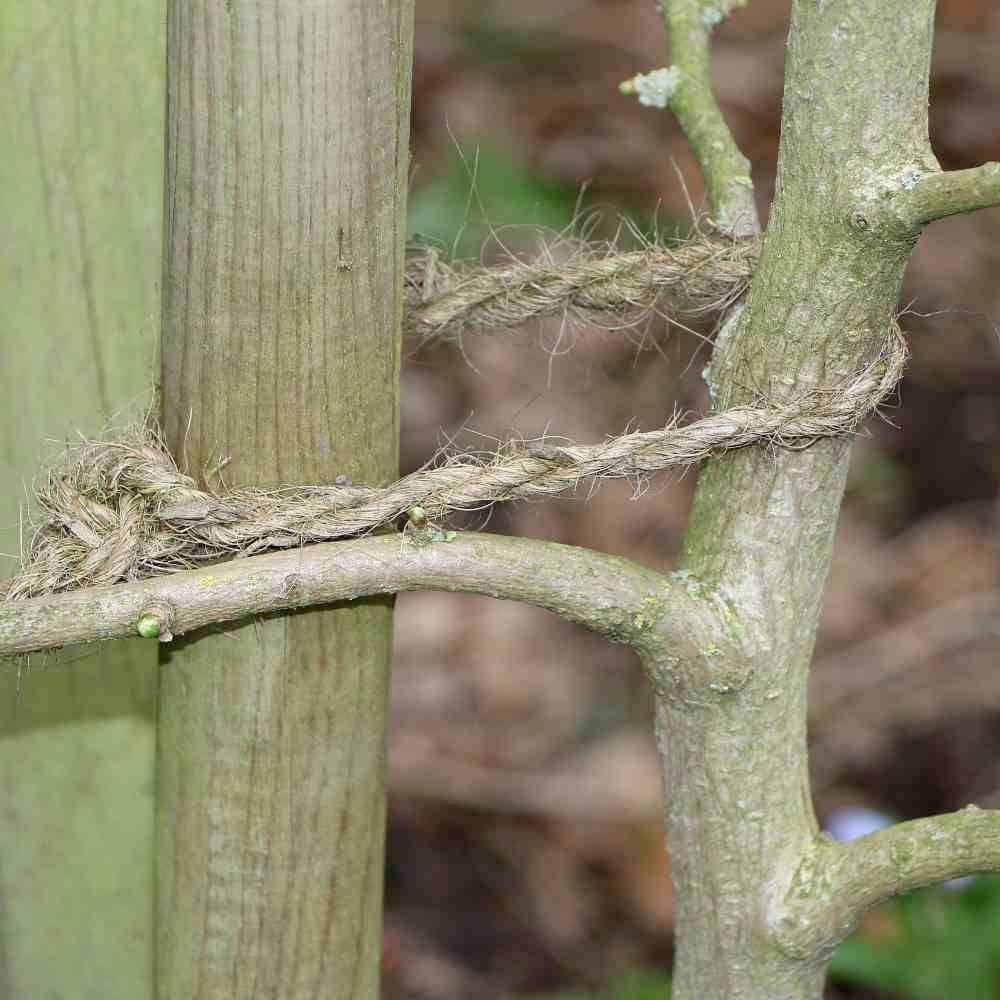 A young tree is tied to a stake with a natural, coarse rope to ensure its stability.