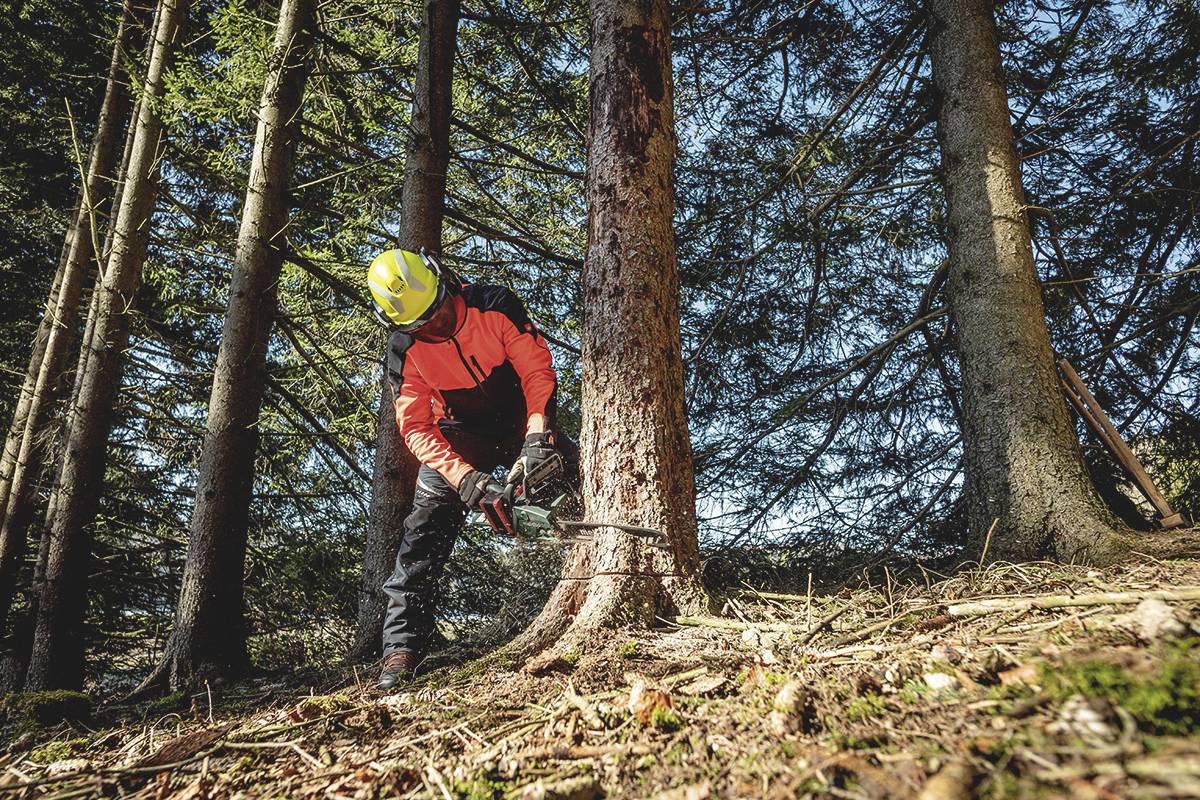 A person wearing a safety helmet and an orange jacket is felling a tree with a chainsaw in a forest.