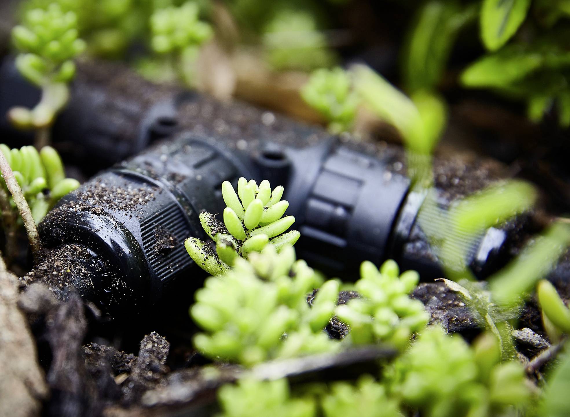 A black irrigation pipe lies in the ground, surrounded by small, green plants. The pipe is partially covered with soil.