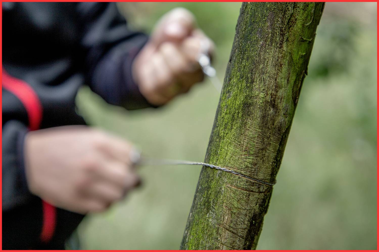 A person is using a wire saw to cut through a branch in the forest. The branch is green and covered in moss.