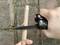 'A hand is carving a wooden stick with a black folding knife while standing on a paved surface.'