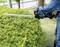 A person in blue clothing is trimming a green hedge with an electric hedge trimmer outdoors.