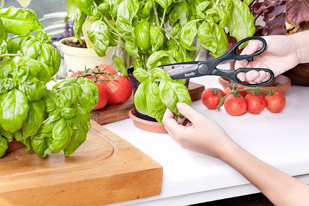 A person is cutting fresh basil with scissors from a plant. Tomatoes can be seen on a table in the background.