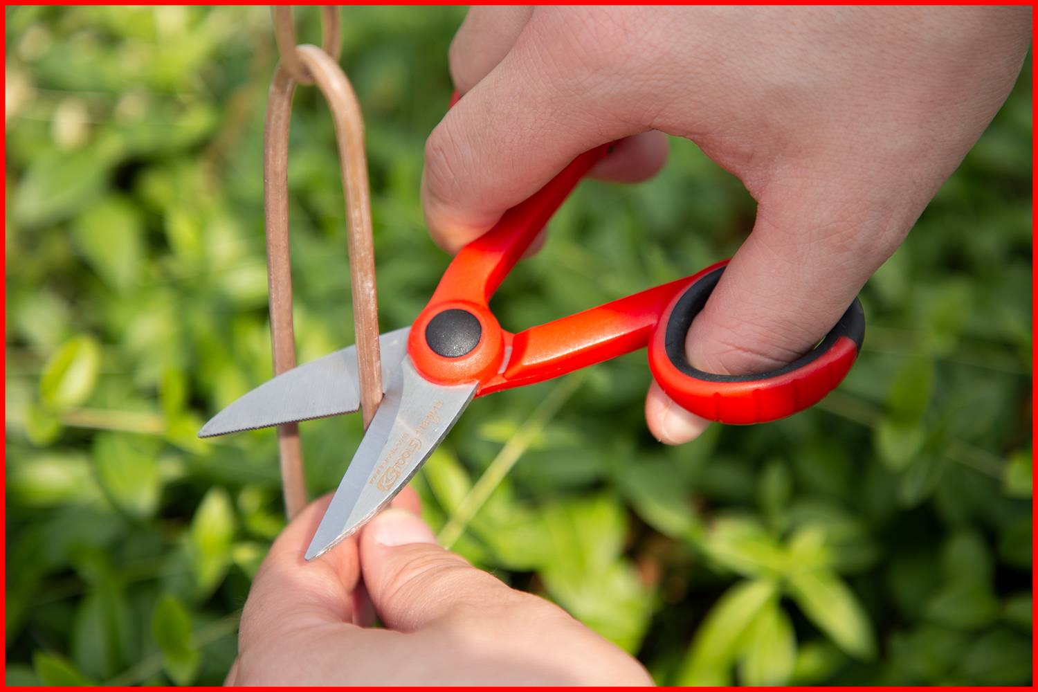 A hand is cutting a thin wire with red scissors next to green plants.
