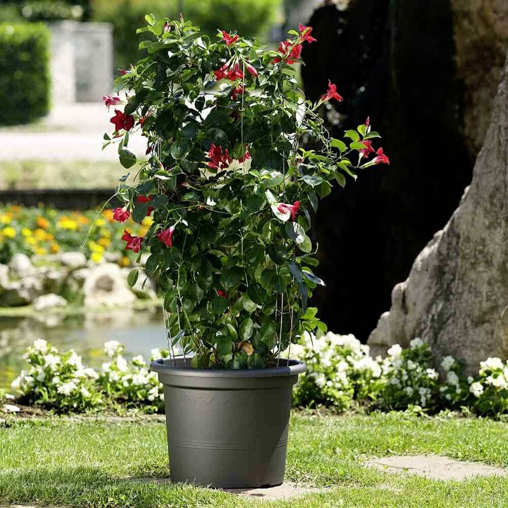 A flower pot with a flowering plant with red blossoms sits outdoors on a meadow, surrounded by a pond and rocks.