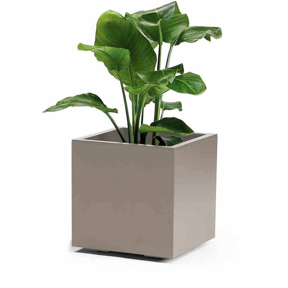 A large pot with a green plant, plants in a modern square, grey planter.