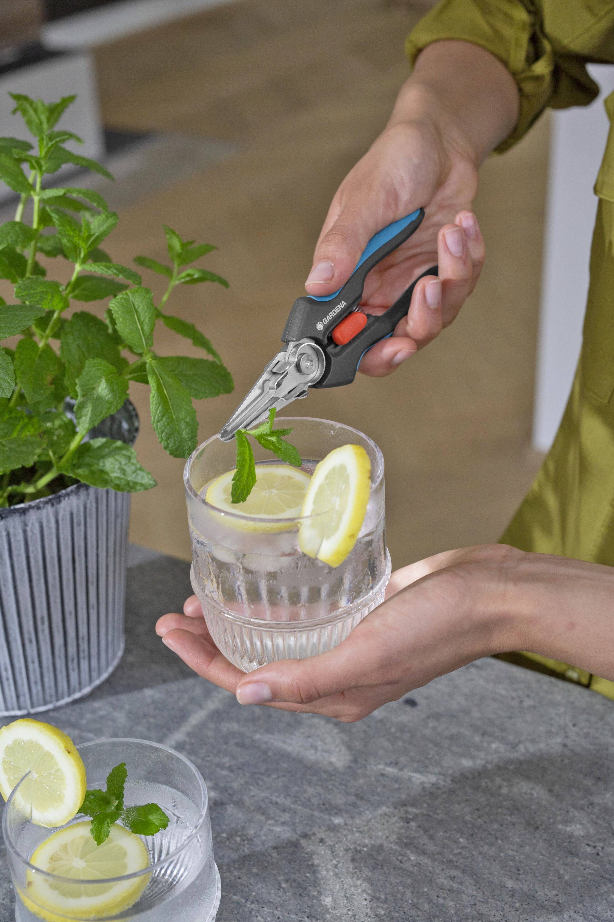 A person cuts a mint leaf with scissors and decorates a glass of water with lemon. In the background, a pot with a mint plant is visible.