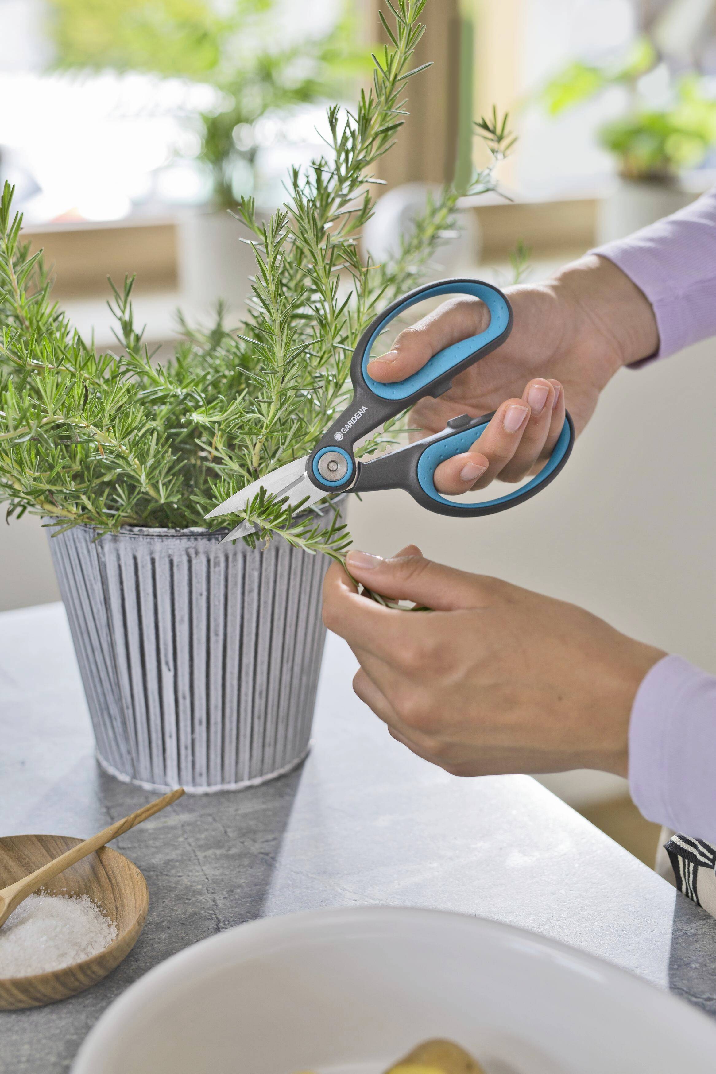 A person is cutting rosemary sprigs from a plant in a pot. Scissors and hands are visible in the foreground.