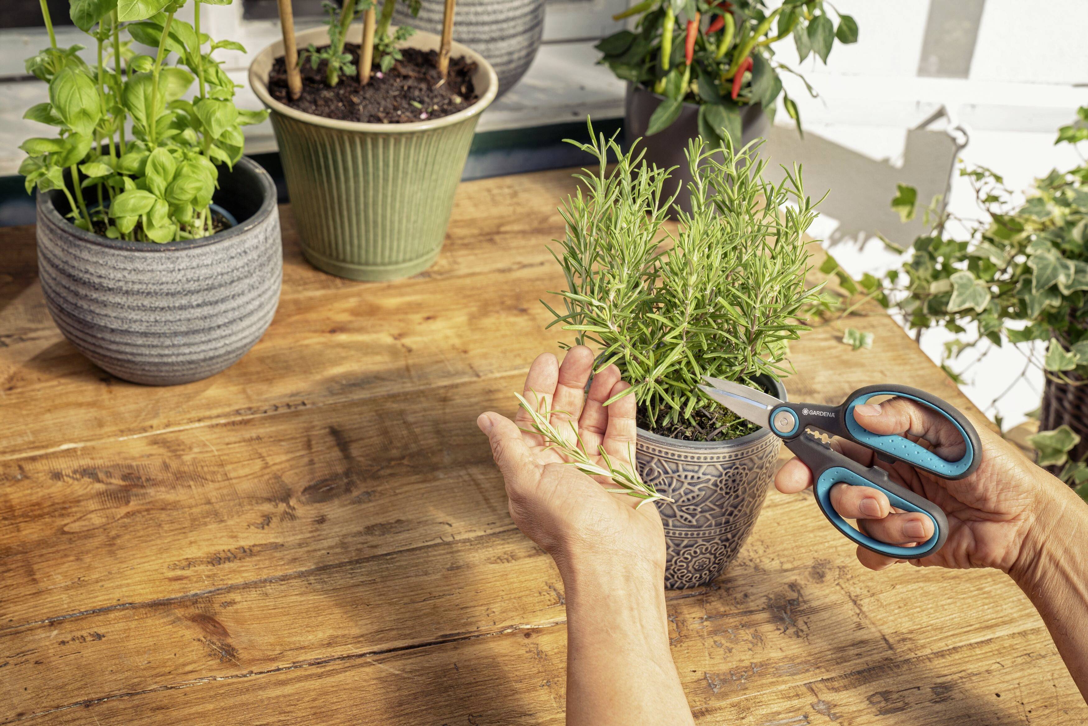Hands are cutting branches from a rosemary bush with scissors, the bush situated in a pot on a wooden table.