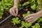 Hands adjusting a drip irrigation system among young lettuce plants in a garden, illustrating efficient watering practices.